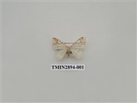 藏品(尺蛾633)的圖片